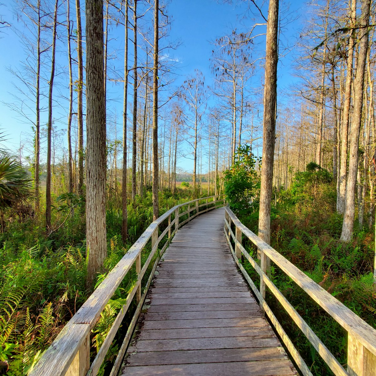 Boardwalk in Audobon Corkscrew Swamp Sanctuary.