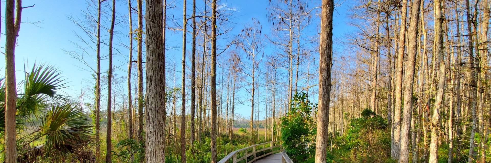 Boardwalk in Audobon Corkscrew Swamp Sanctuary.