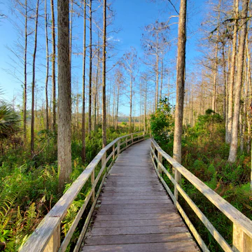 Boardwalk in Audobon Corkscrew Swamp Sanctuary.