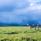 zebra in the highland of Malawi with rain clouds in tge background; Shutterstock ID 1667916826; your: Claire Naylor; gl: 65050; netsuite: Online editorial; full: Malawi things to know
1667916826
