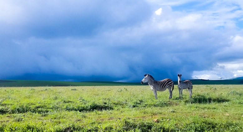 zebra in the highland of Malawi with rain clouds in tge background; Shutterstock ID 1667916826; your: Claire Naylor; gl: 65050; netsuite: Online editorial; full: Malawi things to know
1667916826