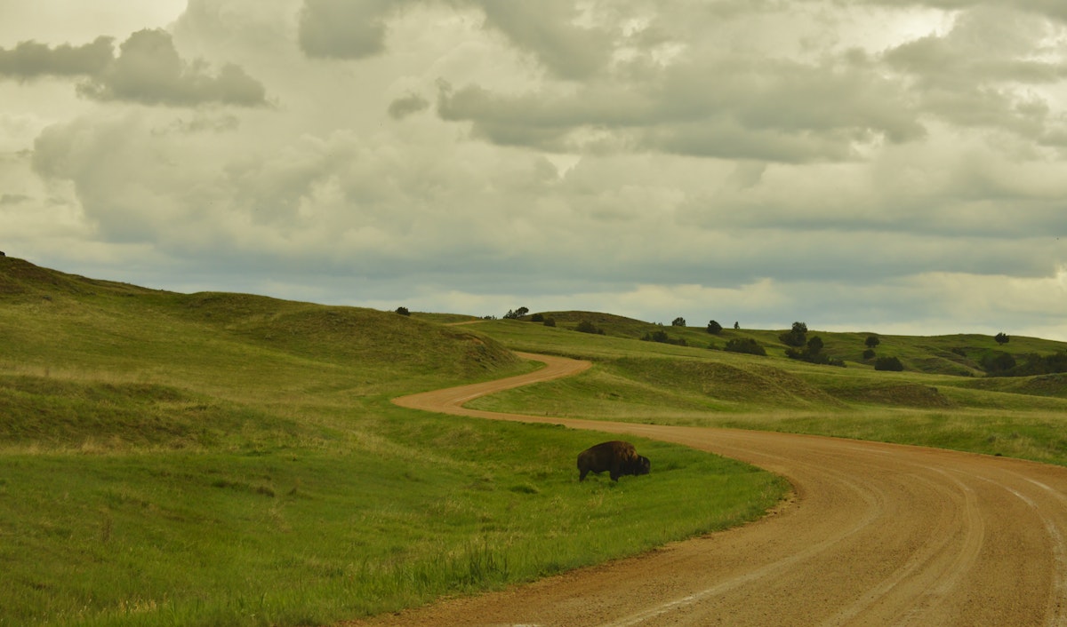 Buffalo grazing on the prairie along the Sage Creek Rim Road, Badlands National Park, Black Hills, South Dakota.