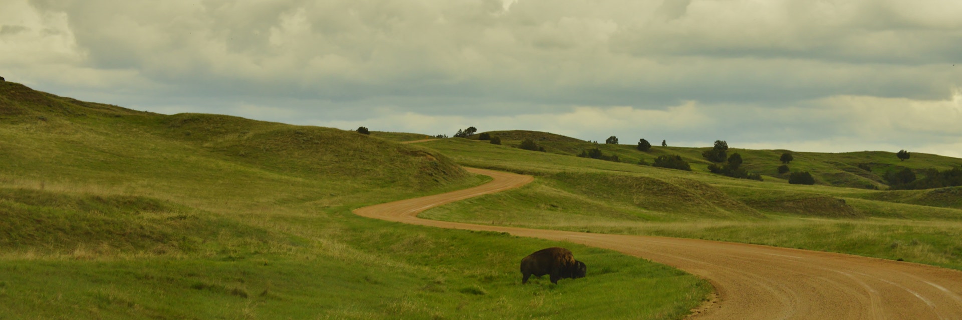 Buffalo grazing on the prairie along the Sage Creek Rim Road, Badlands National Park, Black Hills, South Dakota.