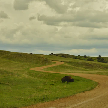 Buffalo grazing on the prairie along the Sage Creek Rim Road, Badlands National Park, Black Hills, South Dakota.
