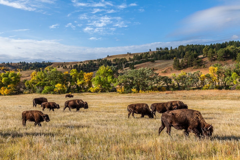 American buffalo herd in Custer State Park.