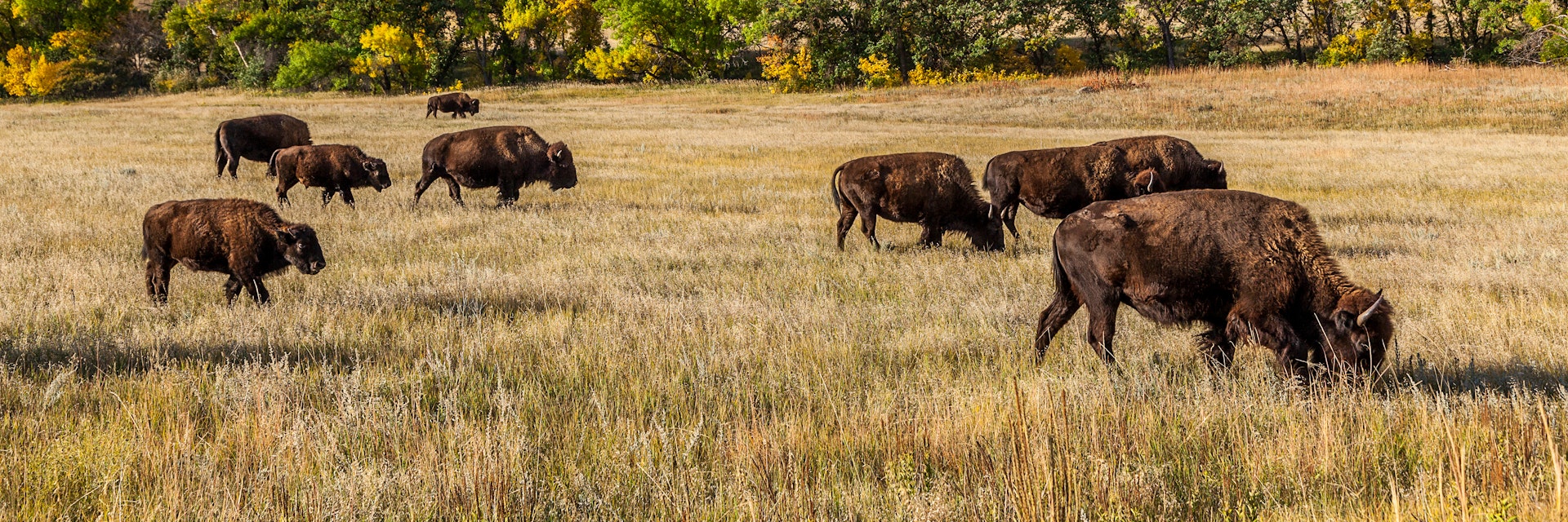 American buffalo herd in Custer State Park.