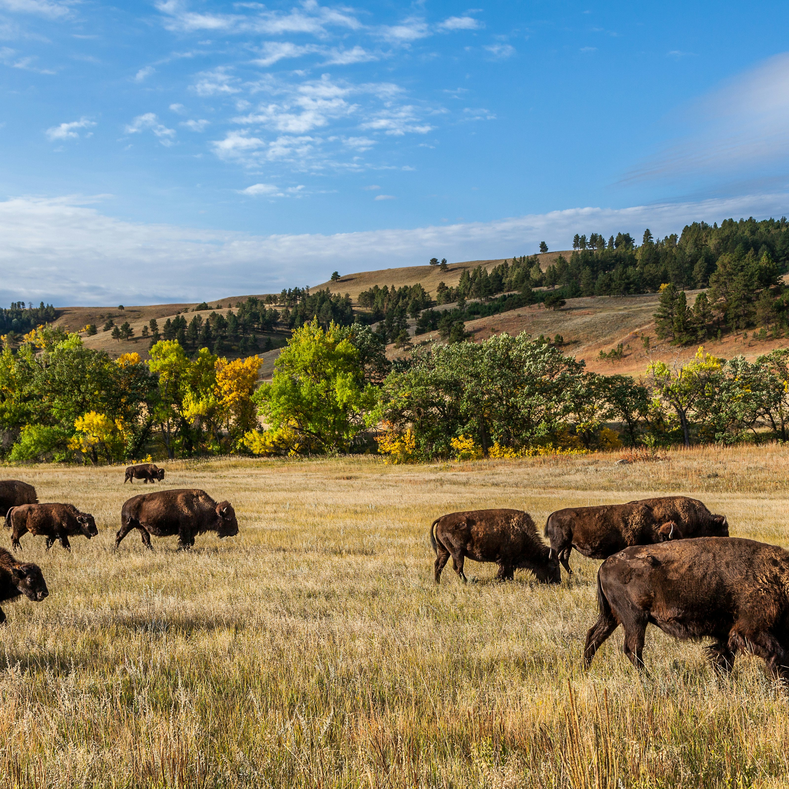 American buffalo herd in Custer State Park.