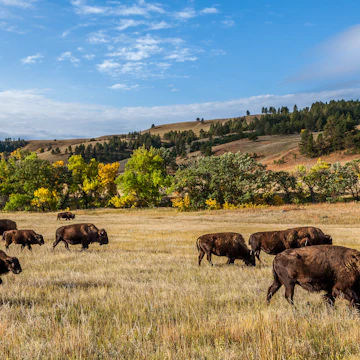 American buffalo herd in Custer State Park.
