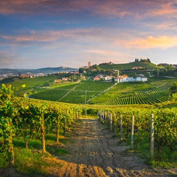 Neat rows of vines dotted with historic villas and farmhouses.