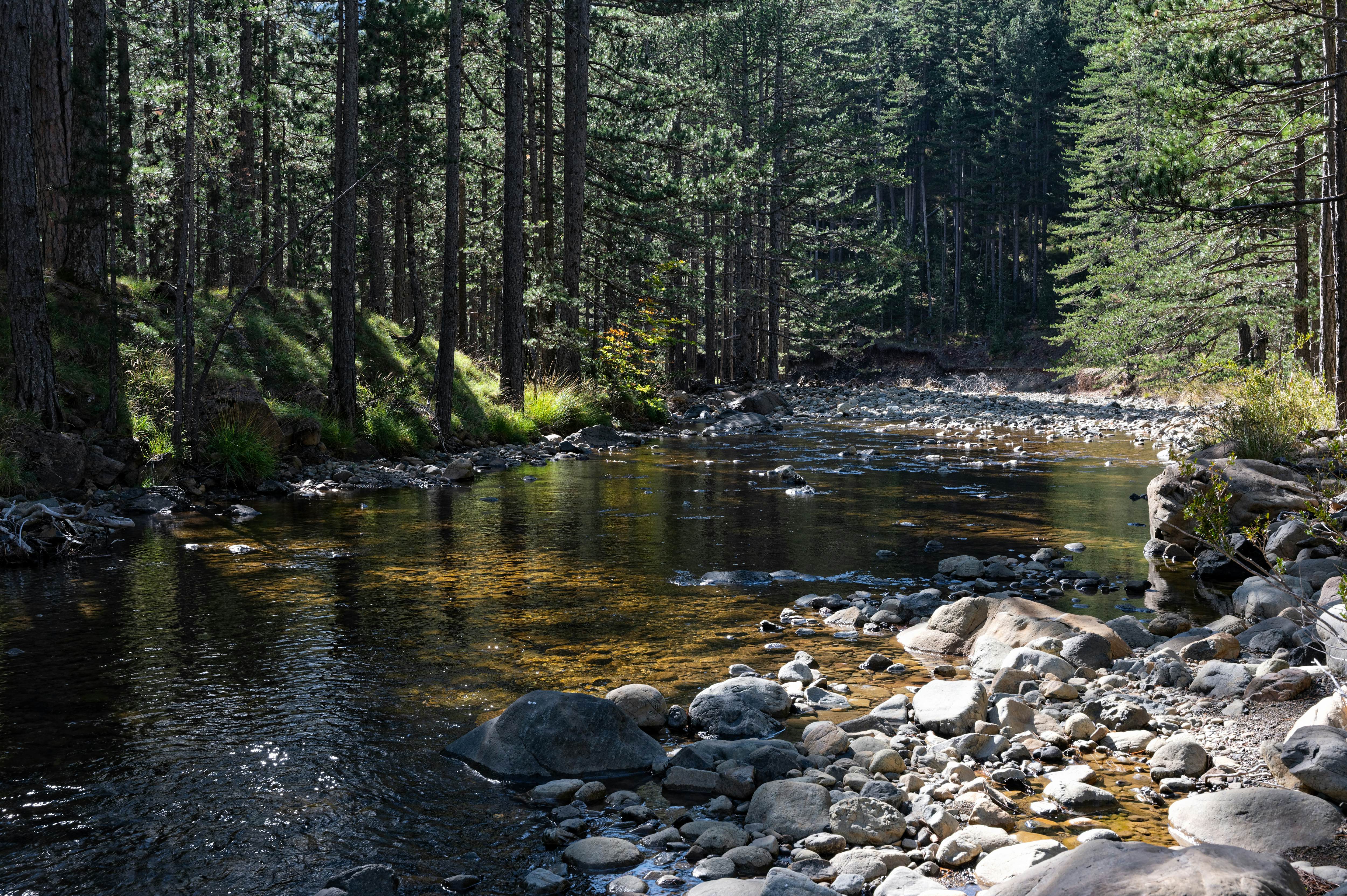 Forest and Aoos river at the valley of Valia Calda in northern Greece.