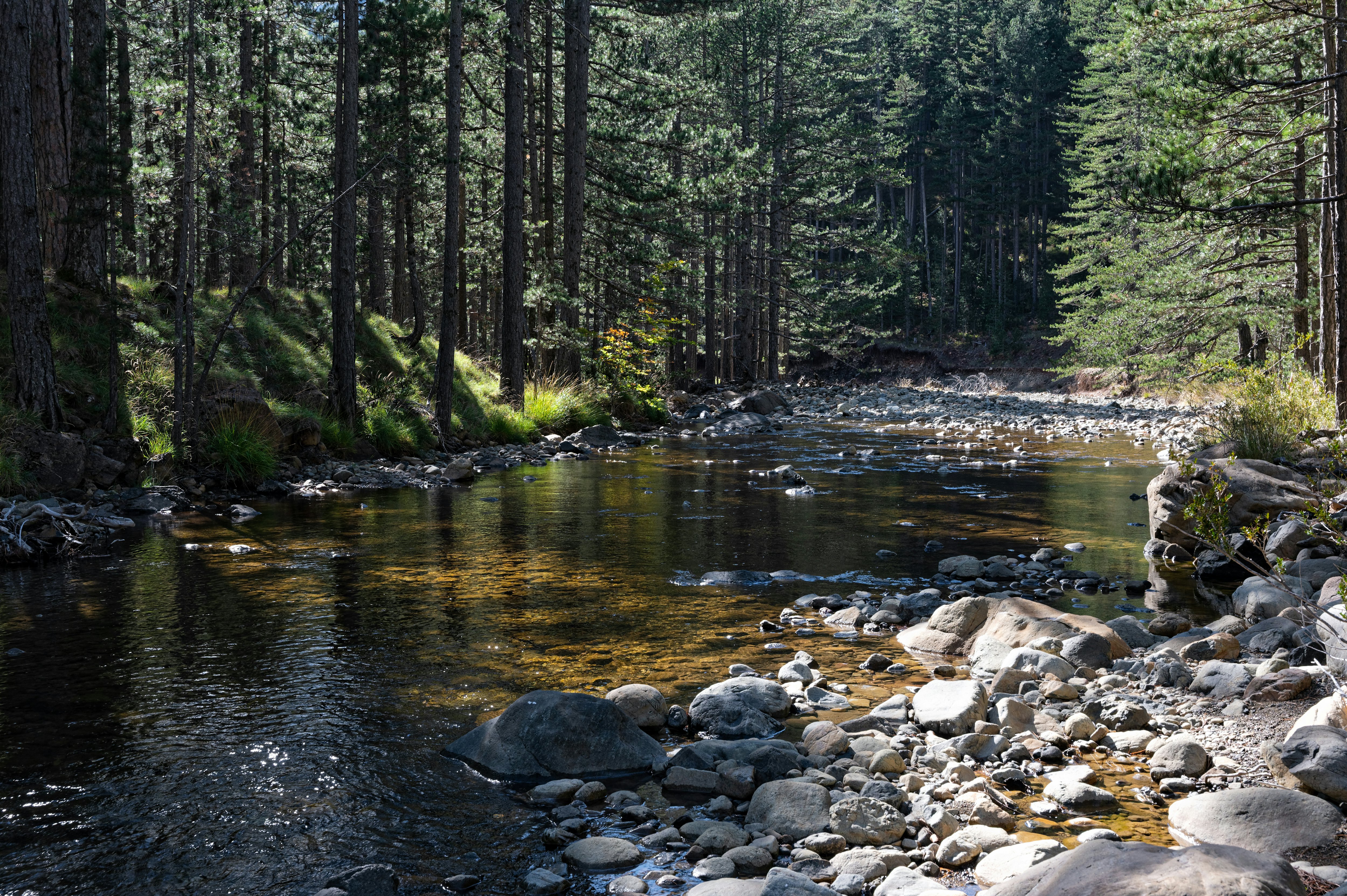 Forest and Aoos river at the valley of Valia Calda in northern Greece.