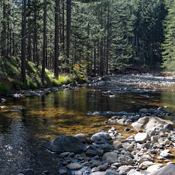 Forest and Aoos river at the valley of Valia Calda in northern Greece.
