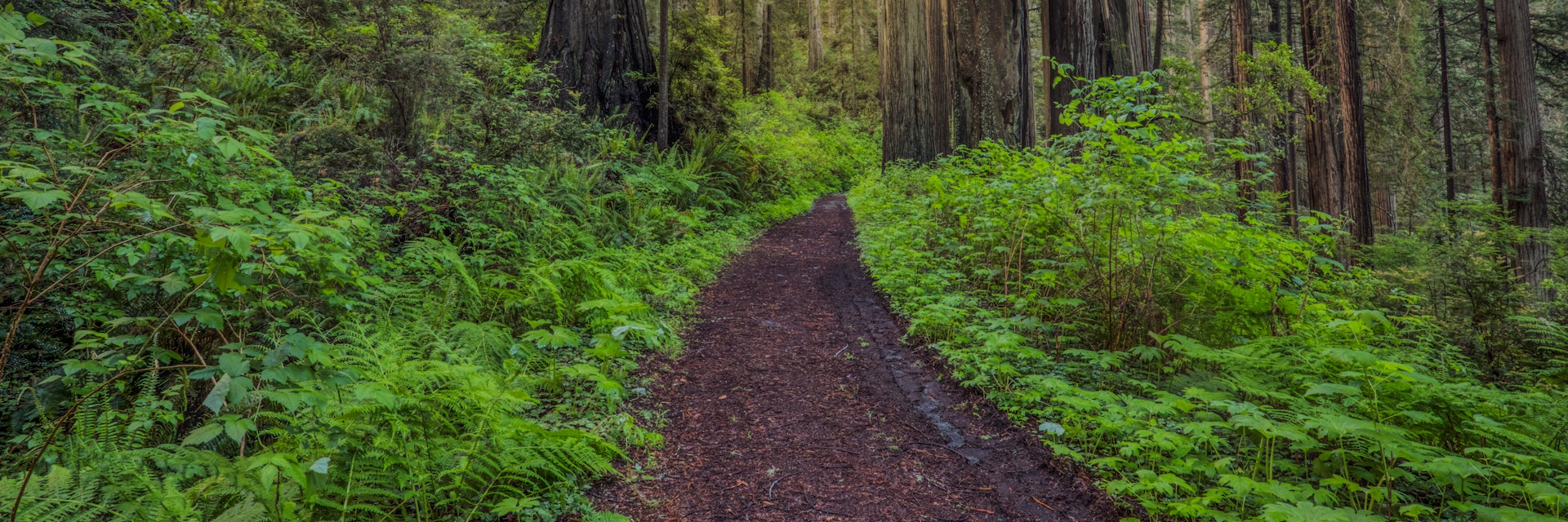 Pathway through ferns and redwood trees on the Damnation Creek Trail in Del Norte Coast Redwoods State Park.