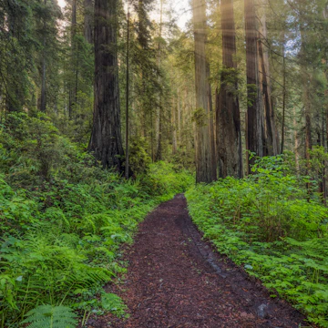 Pathway through ferns and redwood trees on the Damnation Creek Trail in Del Norte Coast Redwoods State Park.