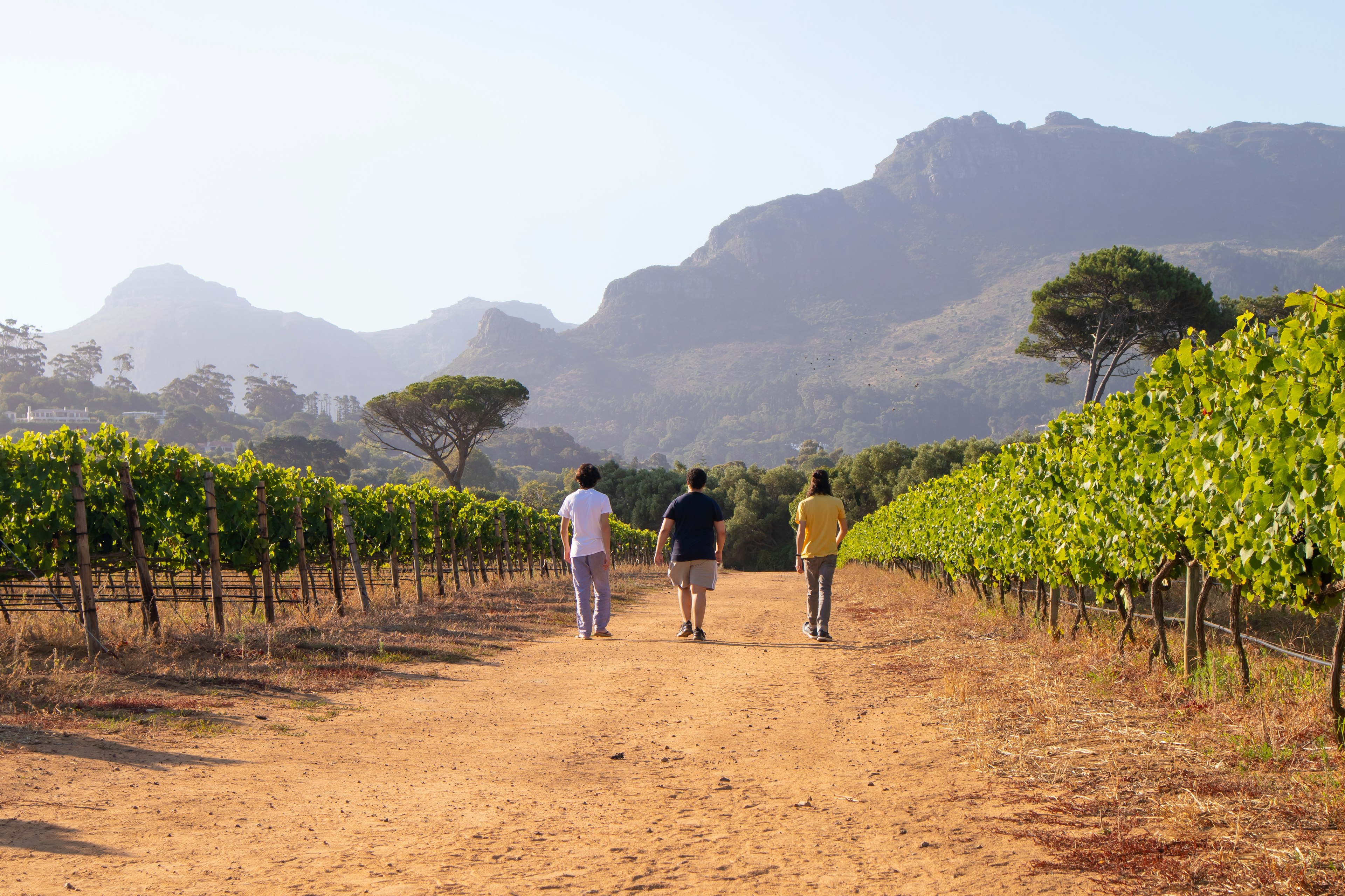 Three people walk through a vineyard heading in the direction of some large craggy hills on a sunny day