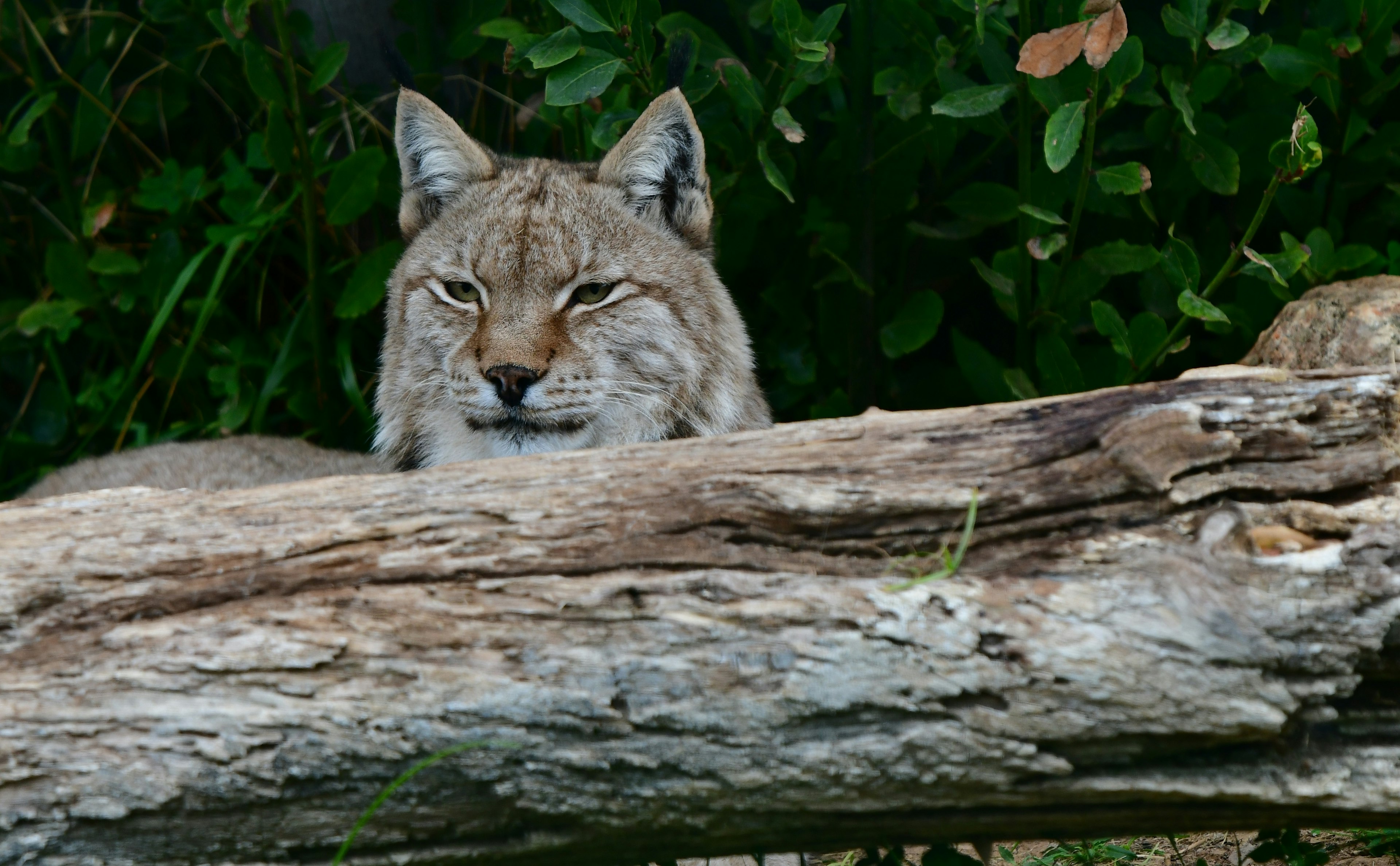 A male Balkan lynx on a tree