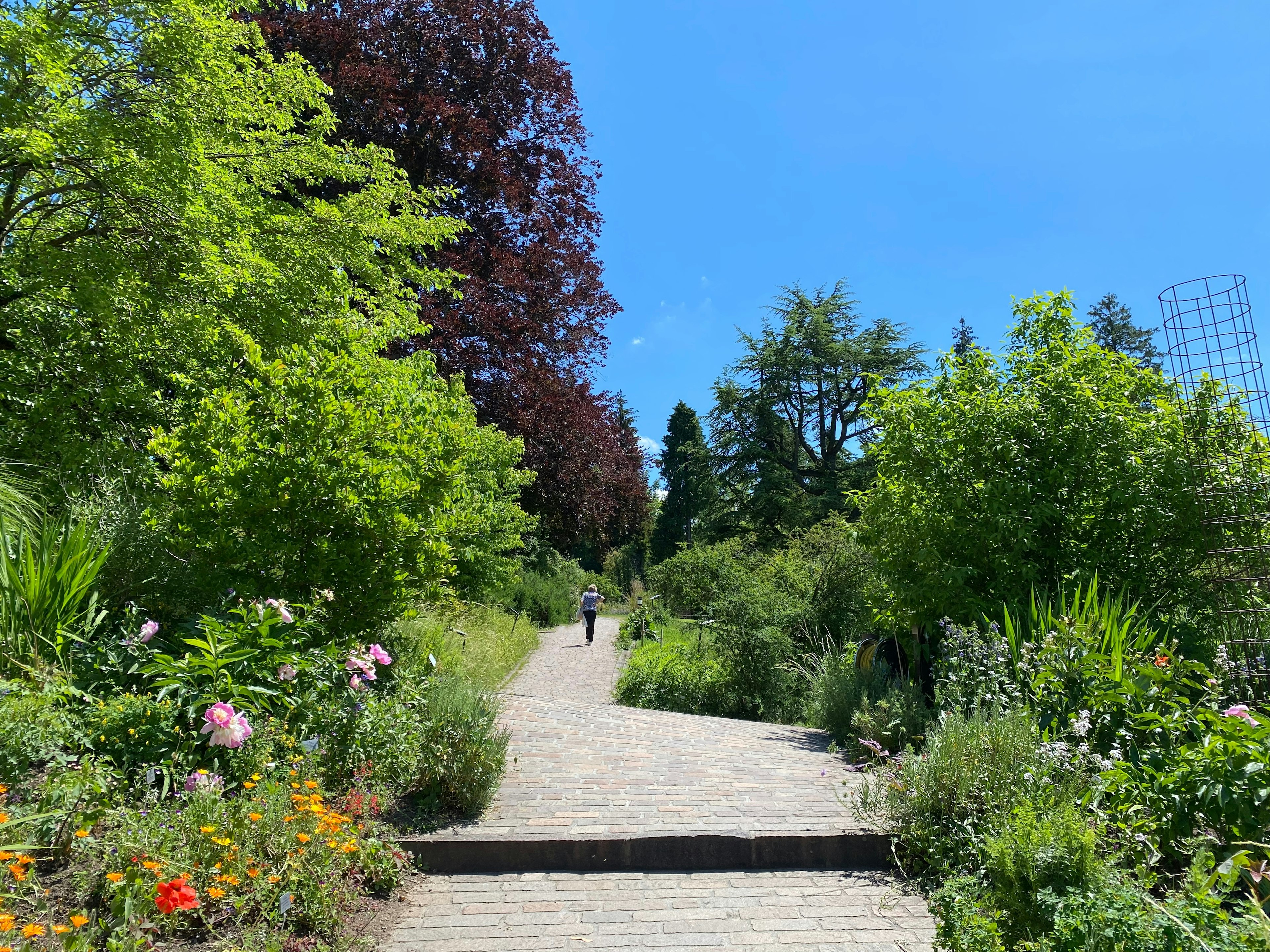 A person walks along a path in a very green botanical garden