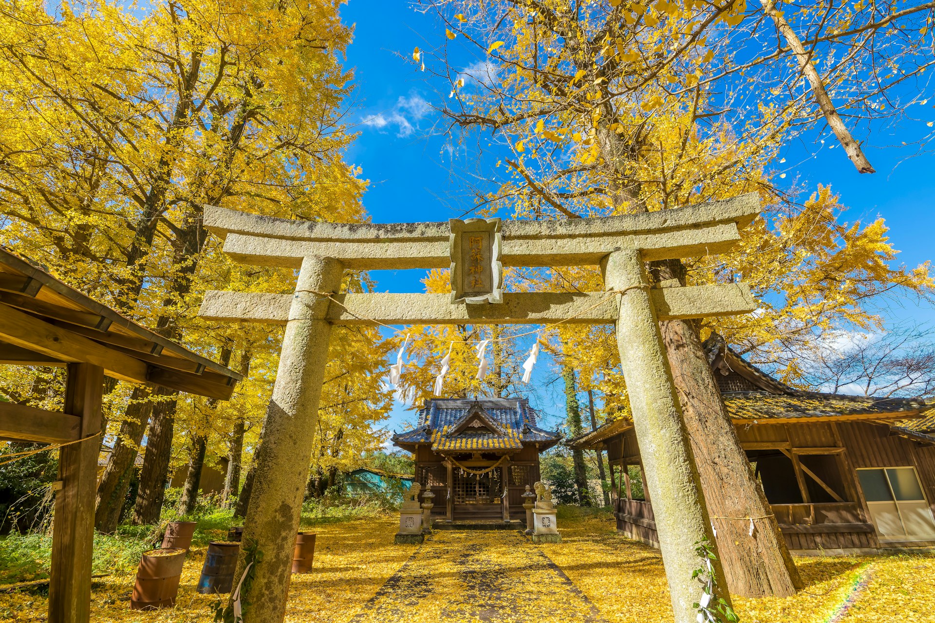 The torii gate at a shrine (with lettering that reads “Aso Shrine” in Japanese) framed by gingko trees in fall, Kyushu, Japan