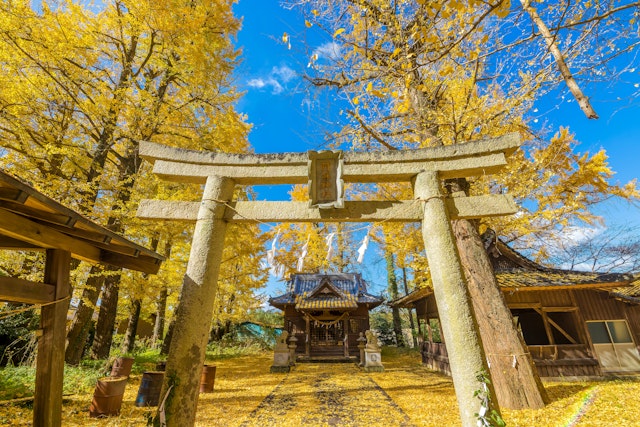 The torii gate at a shrine (with lettering that reads “Aso Shrine” in Japanese) framed by gingko trees in fall, Kyushu, Japan