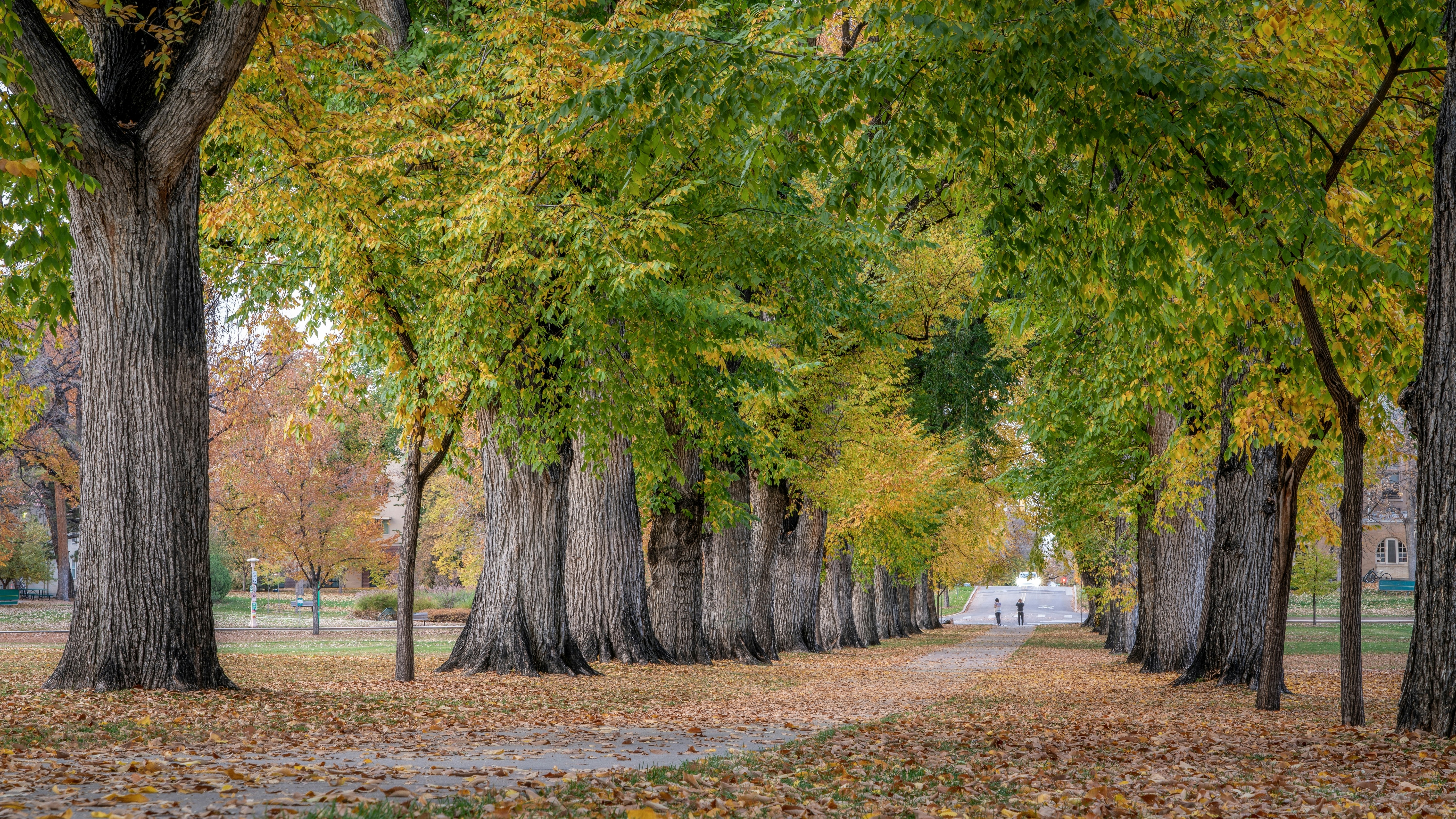 Alley with old American elm trees - the Oval at Colorado State University campus in autumn colors.