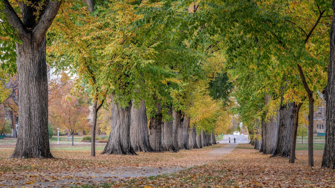 Alley with old American elm trees - the Oval at Colorado State University campus in  autumn colors.