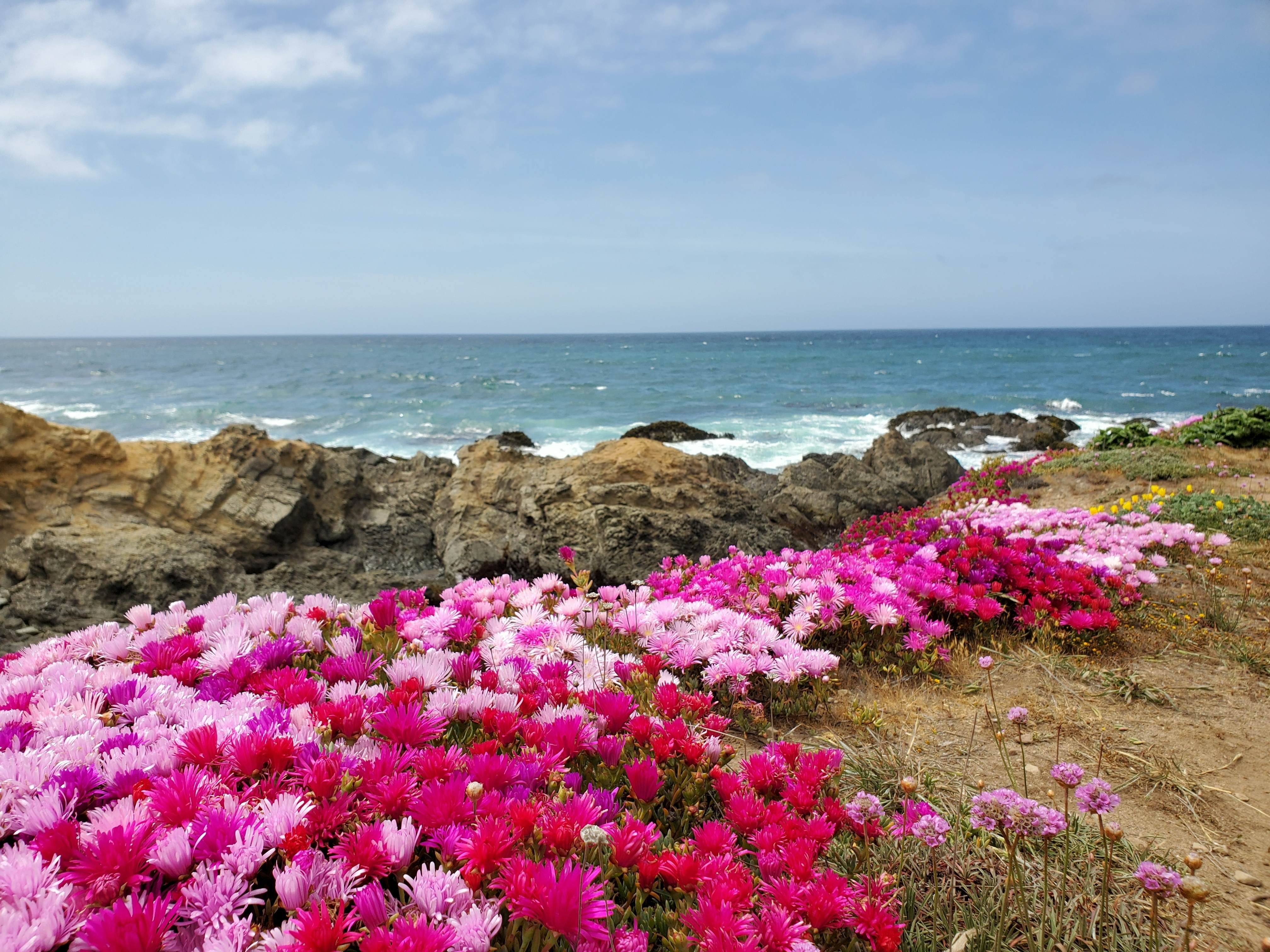 7 amazing ways to experience California's redwoods - Lonely Planet