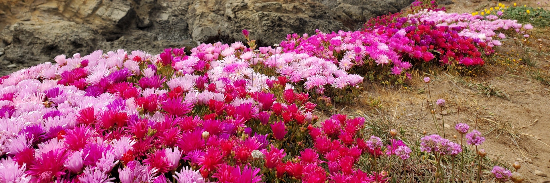 The floral edge of Mendocino Botanical Garden.