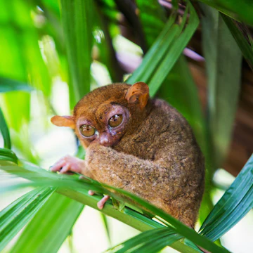 Tarsier in a tree at Philippine Tarsier Sanctuary.
