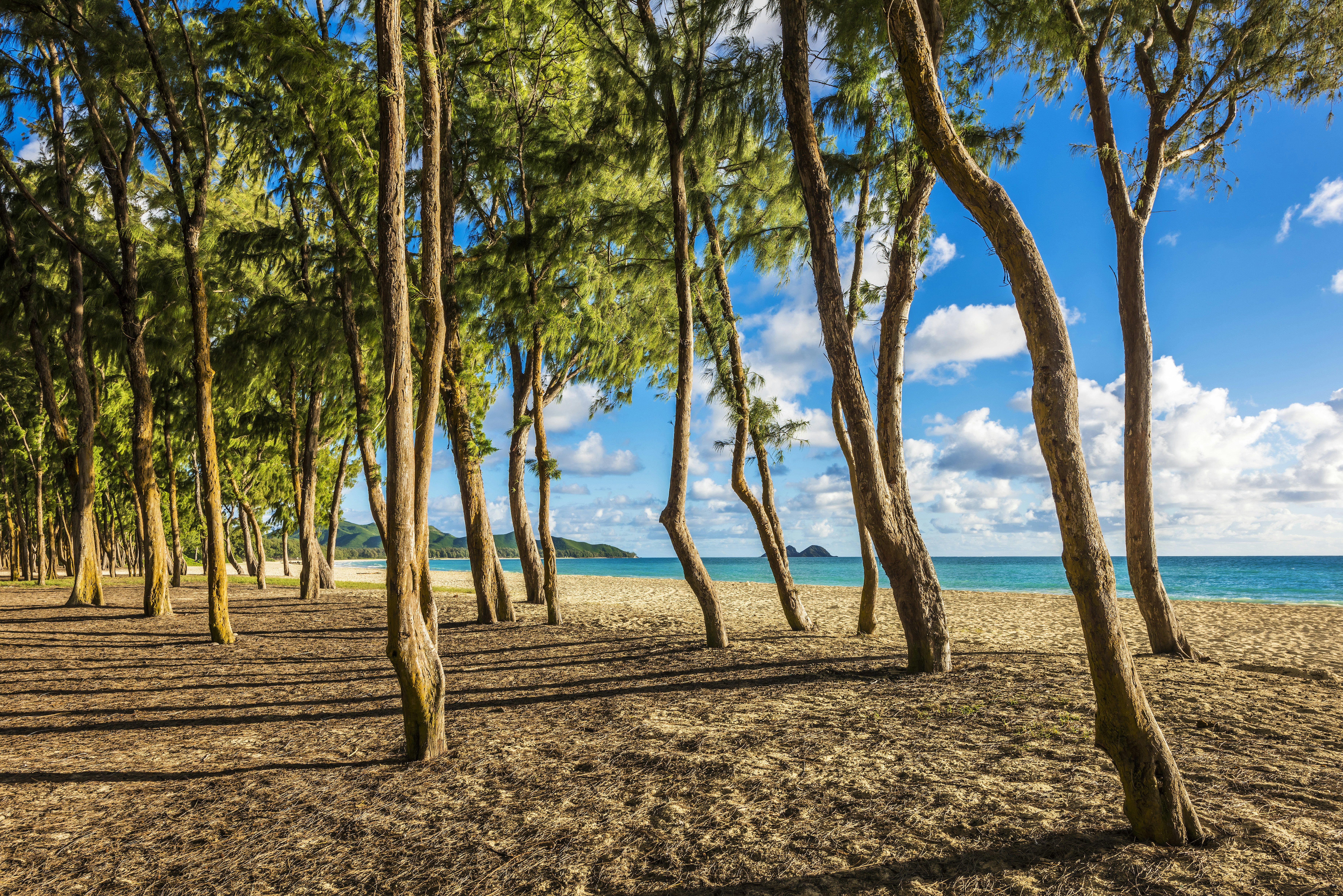 Ironwood trees lining up Waimanalo beach.
