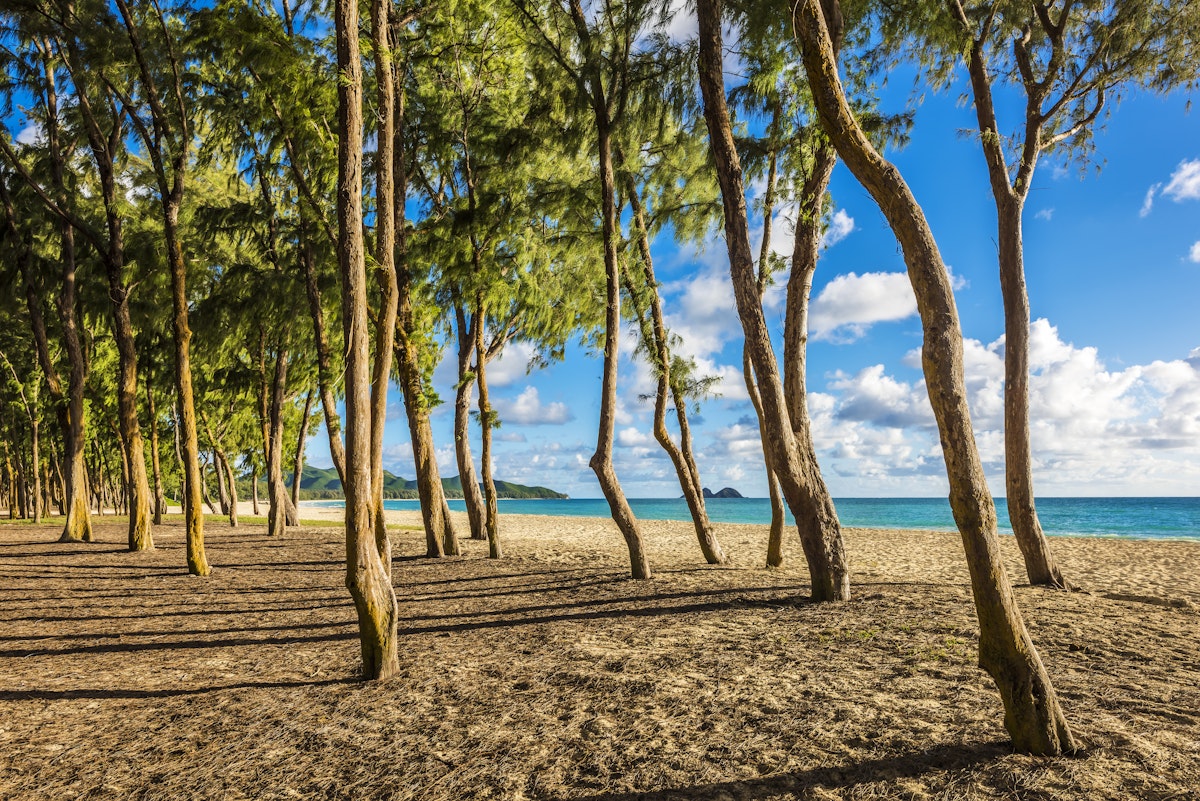 Ironwood trees lining up Waimanalo beach.
