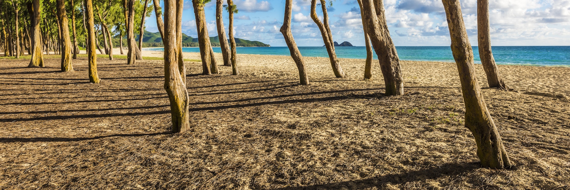 Ironwood trees lining up Waimanalo beach.

