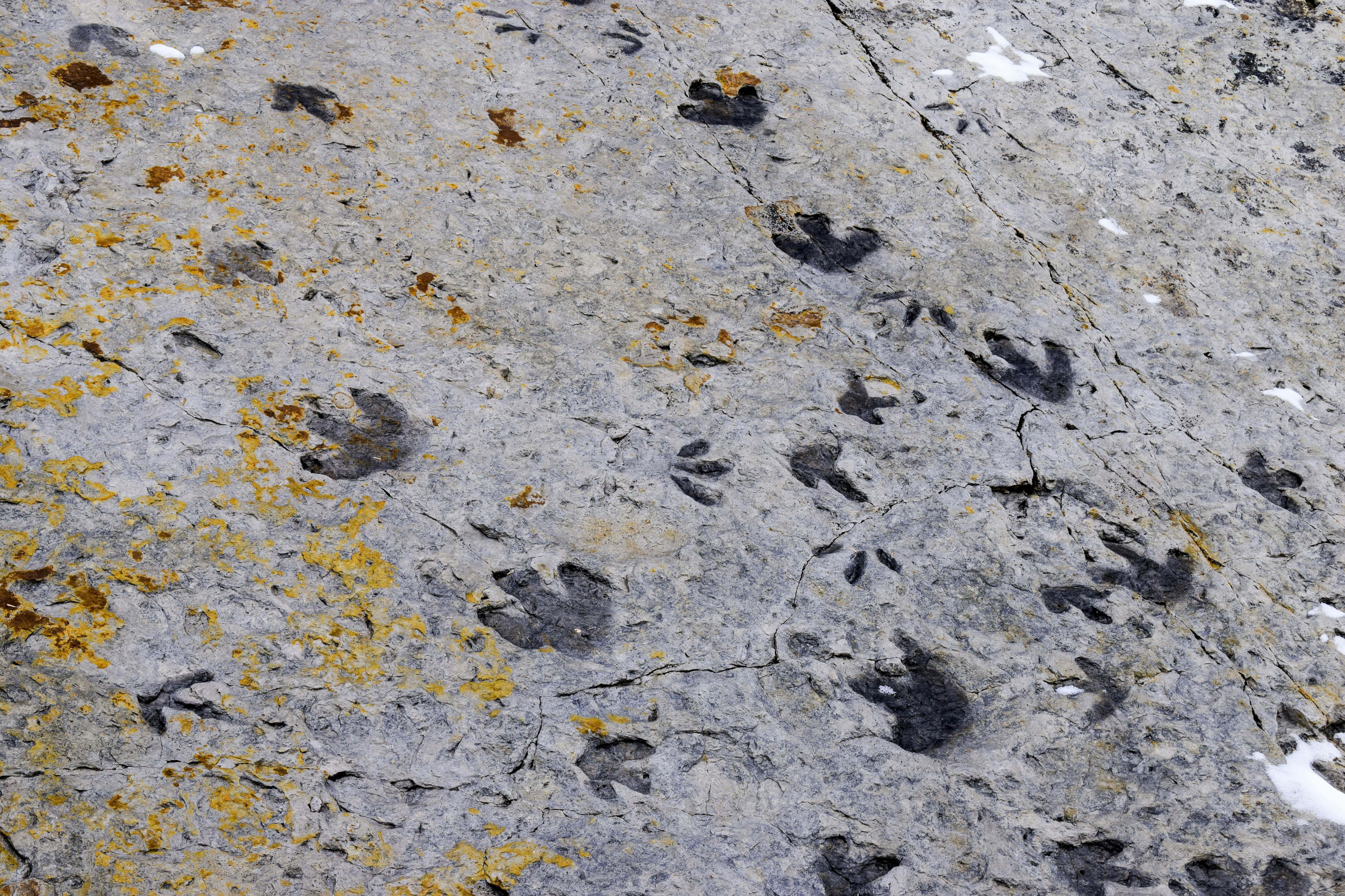 Fossilised dinosaur footprints, Dinosaur Ridge, Colorado.
