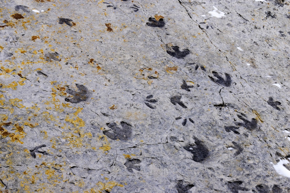 Fossilised dinosaur footprints, Dinosaur Ridge, Colorado.