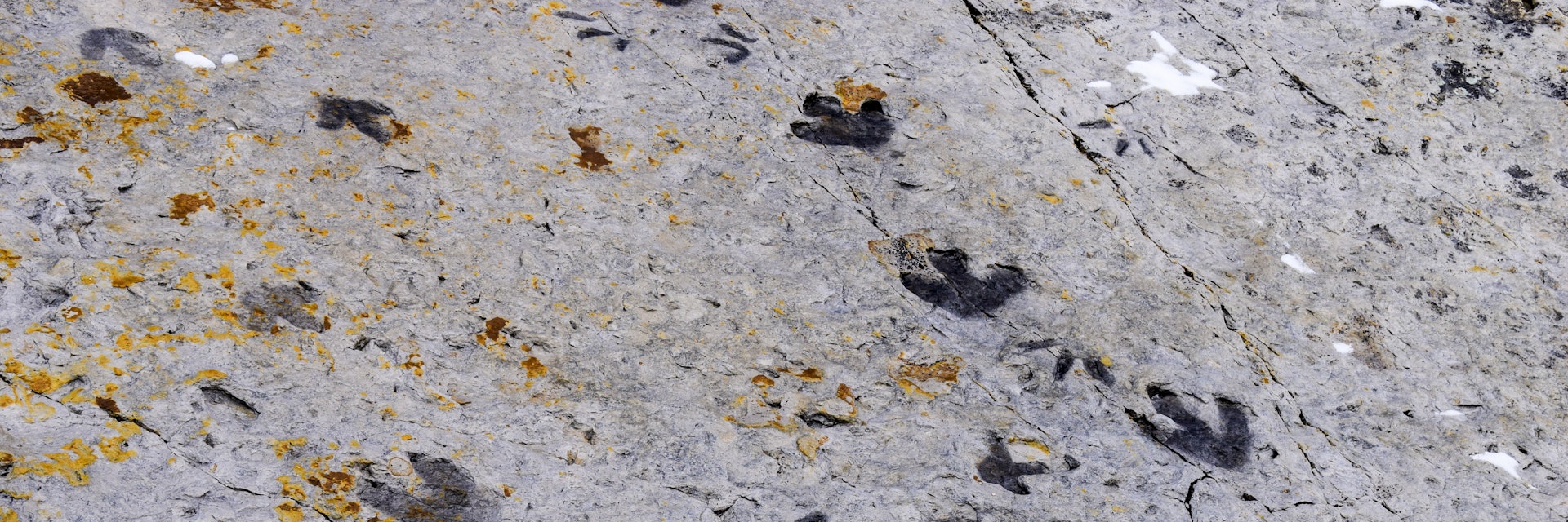 Fossilised dinosaur footprints, Dinosaur Ridge, Colorado.