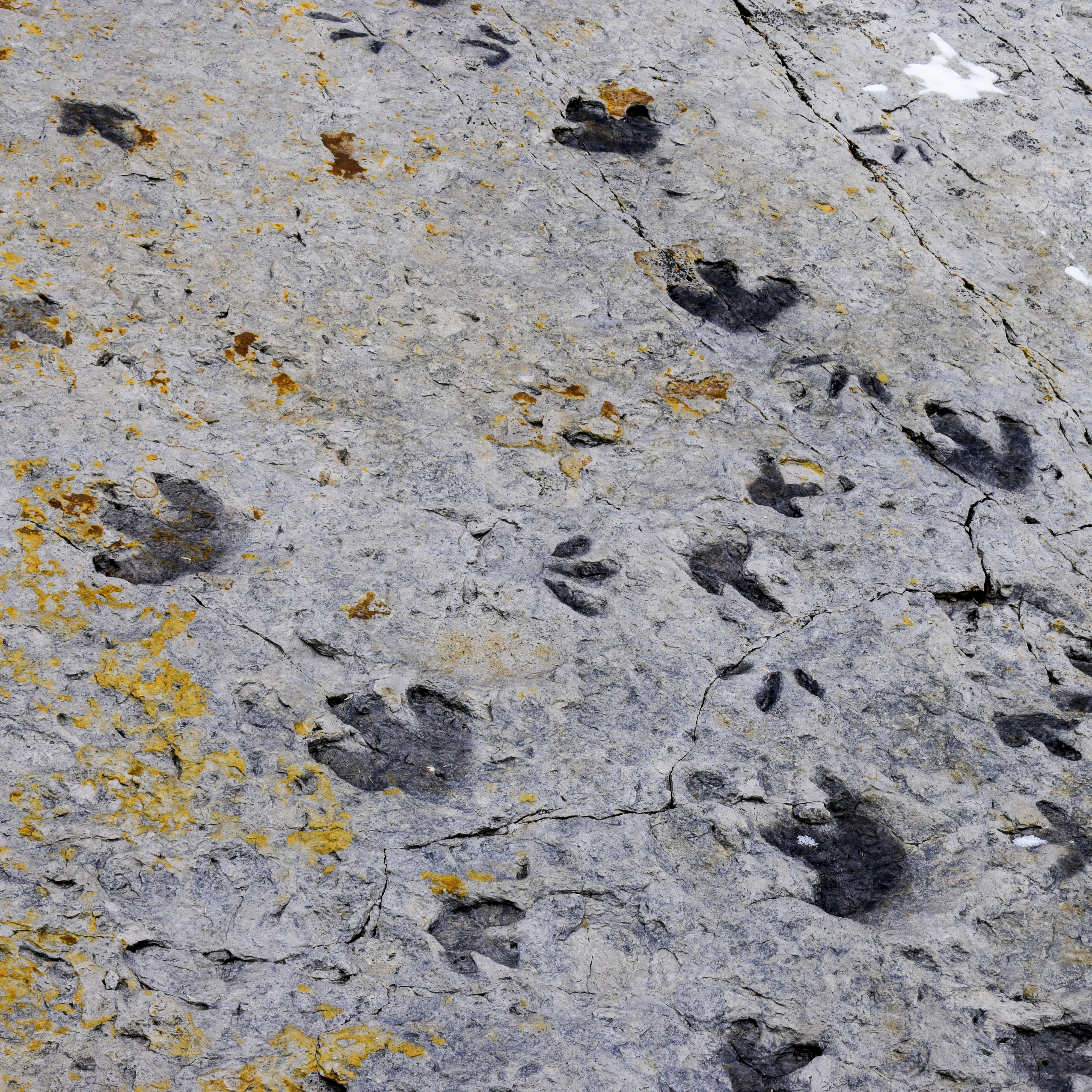 Fossilised dinosaur footprints, Dinosaur Ridge, Colorado.