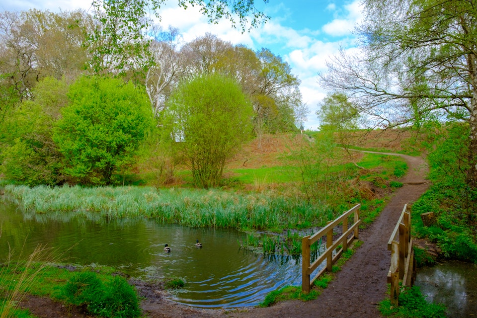 Wooden bridge at Ravine pond in spring, Wimbledon Common.