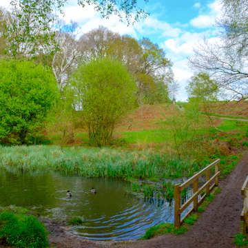 Wooden bridge at Ravine pond in spring, Wimbledon Common.