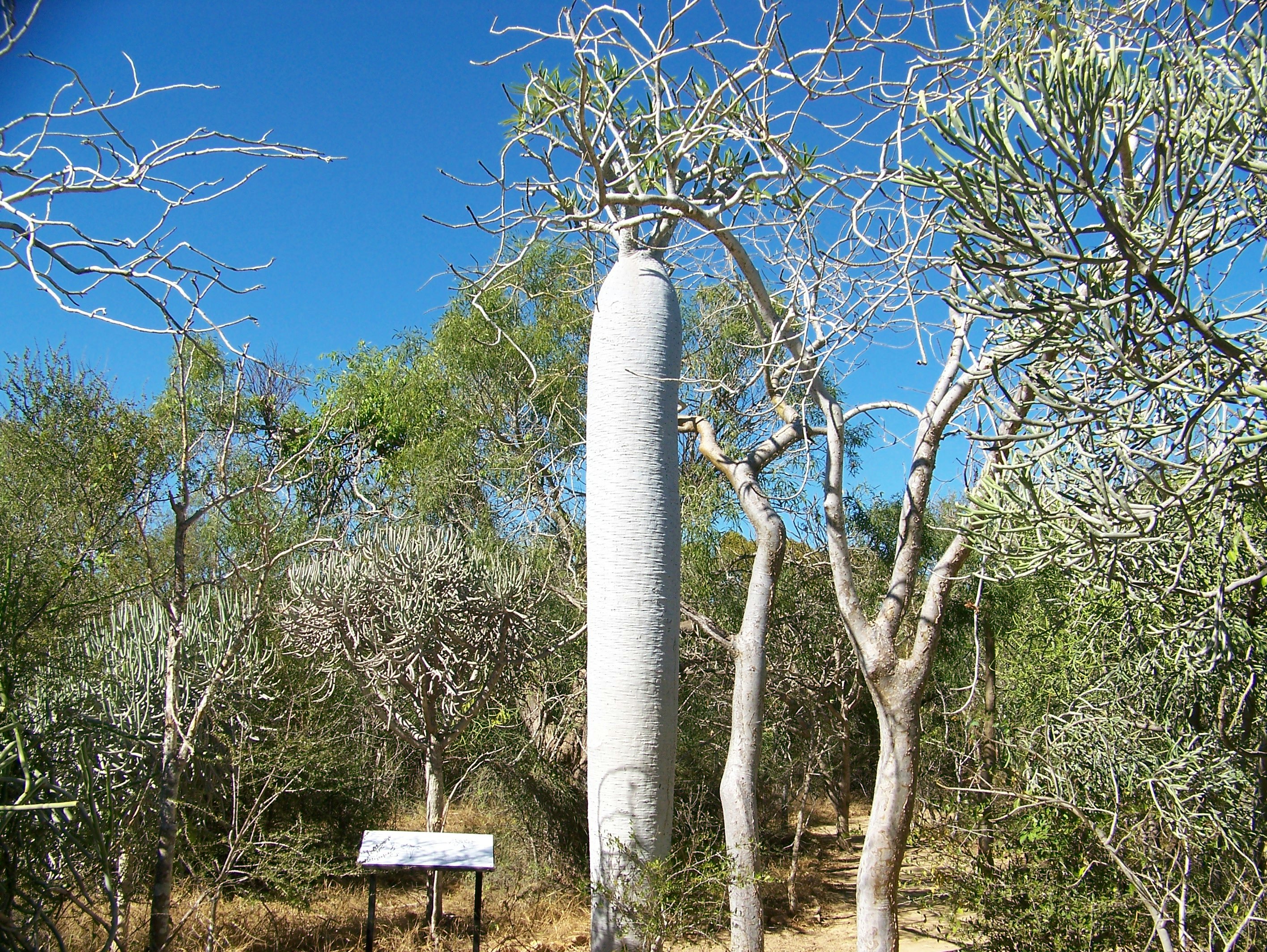 Pachypodium Tree at Antsokay Arboretum
