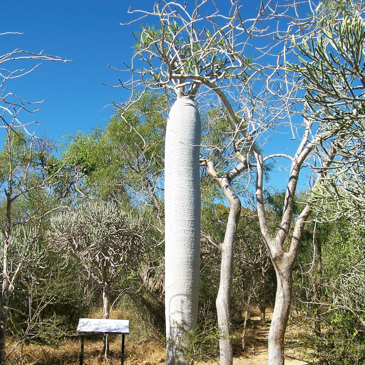Pachypodium Tree at Antsokay Arboretum