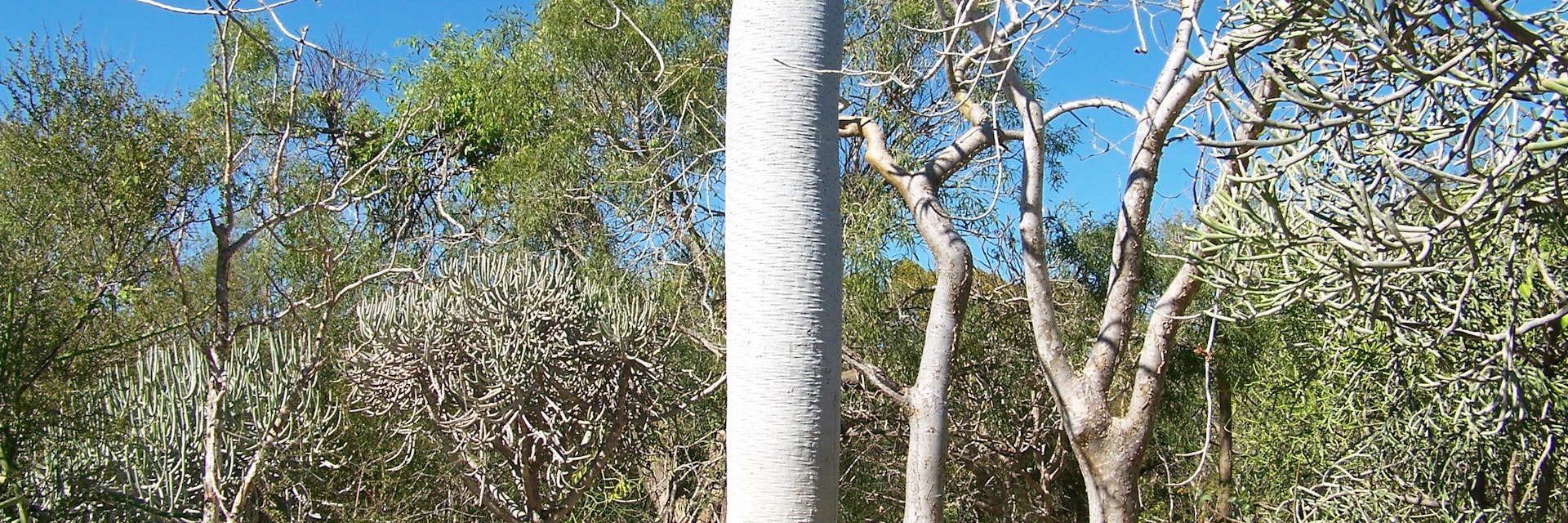 Pachypodium Tree at Antsokay Arboretum