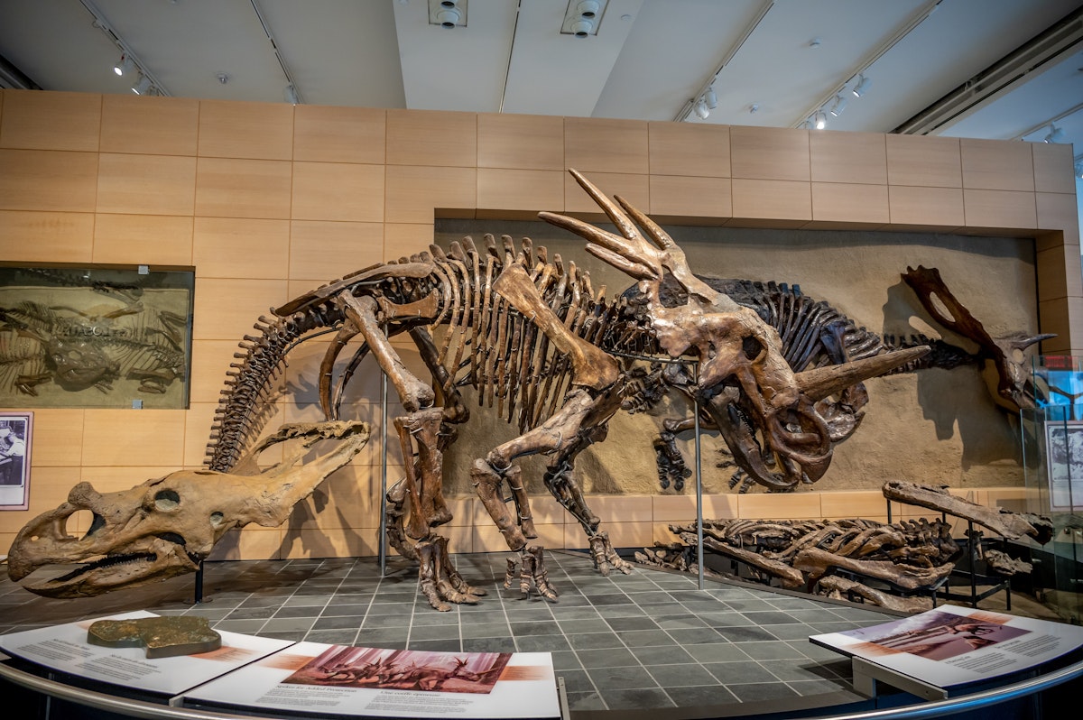 Dinosaur exhibits at the Canadian Museum of Nature.