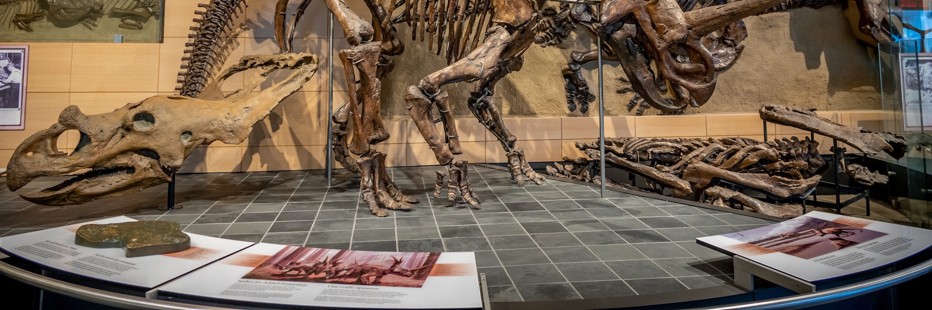 Dinosaur exhibits at the Canadian Museum of Nature.