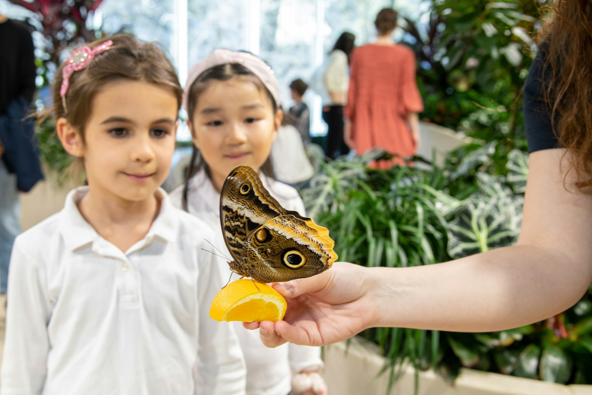 Two girls looking at a worker holding an orange slice with butterfly perched on it at the Davis Family Butterfly Vivarium at the American Museum of Natural History, New York City, New York, USA 