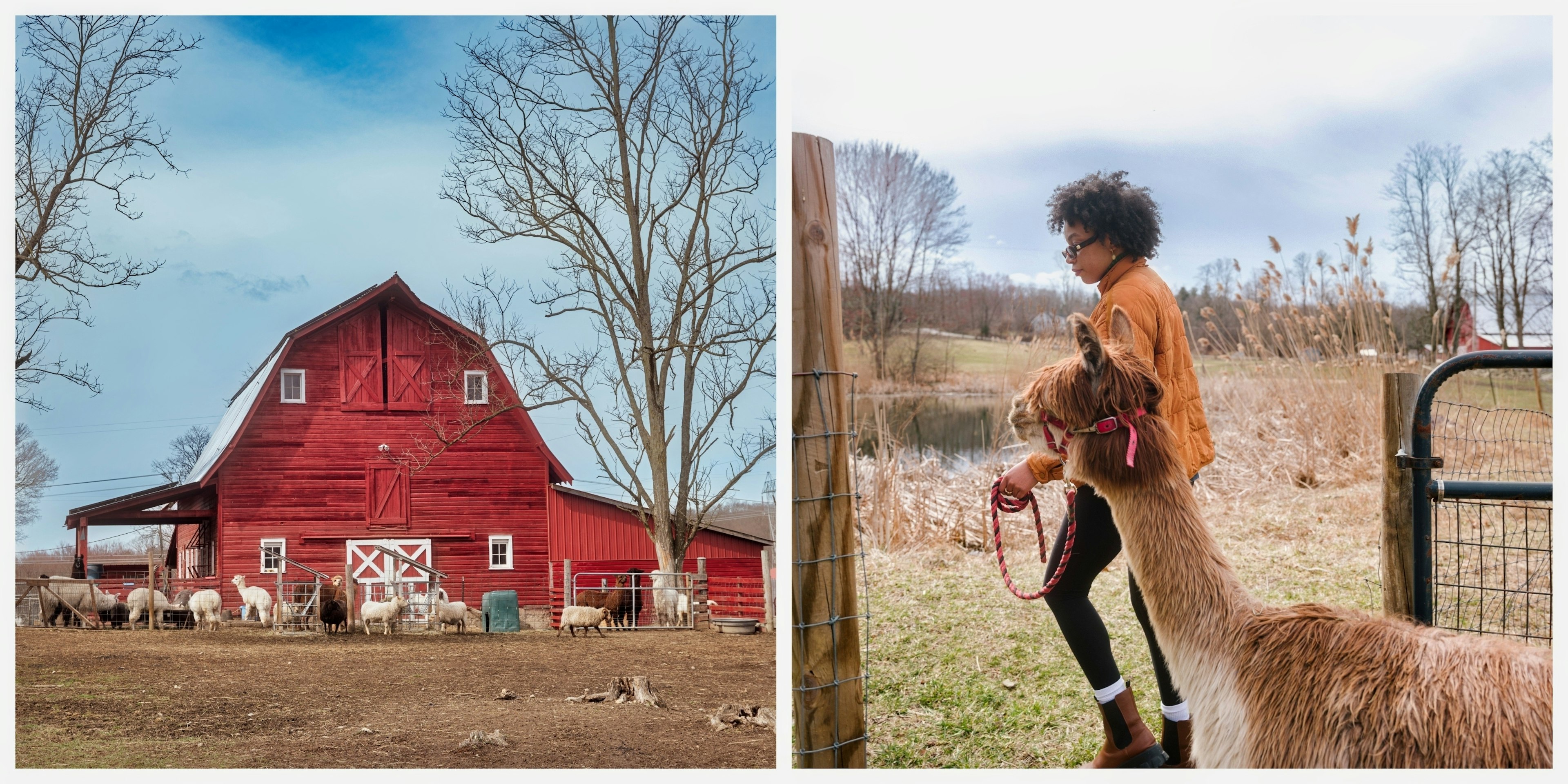 Farmhouse and alpacas at Clover Brooke Farm