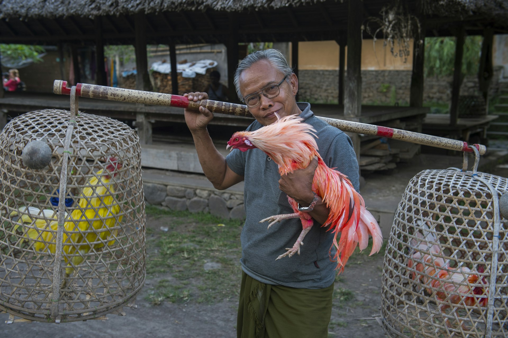A man holds baskets with roosters and pink-dyed cock in Tenganan Village, Bali, Indonesia