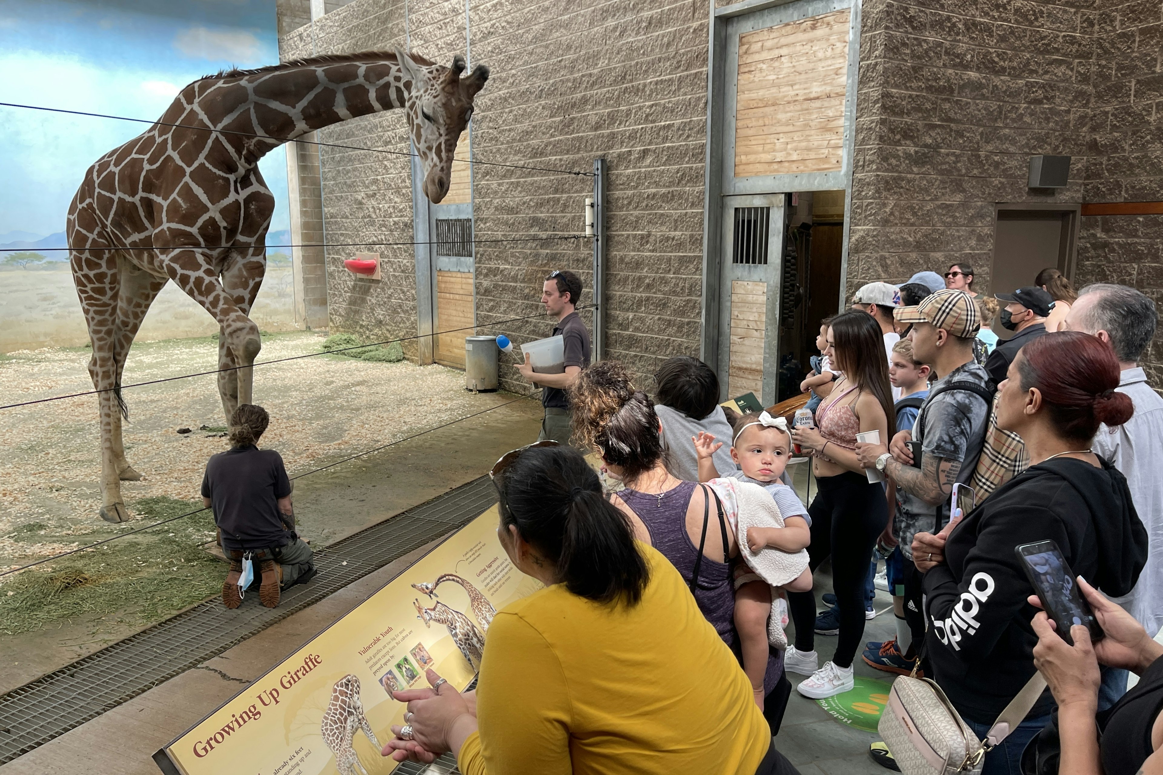 Visitors watch a giraffe at the Bronx Zoo, New York City, NY, USA