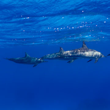 Shaab Samadai Reef is a breeding ground of spinners dolphin in the Red sea, in Marsa Alam, Egypt.