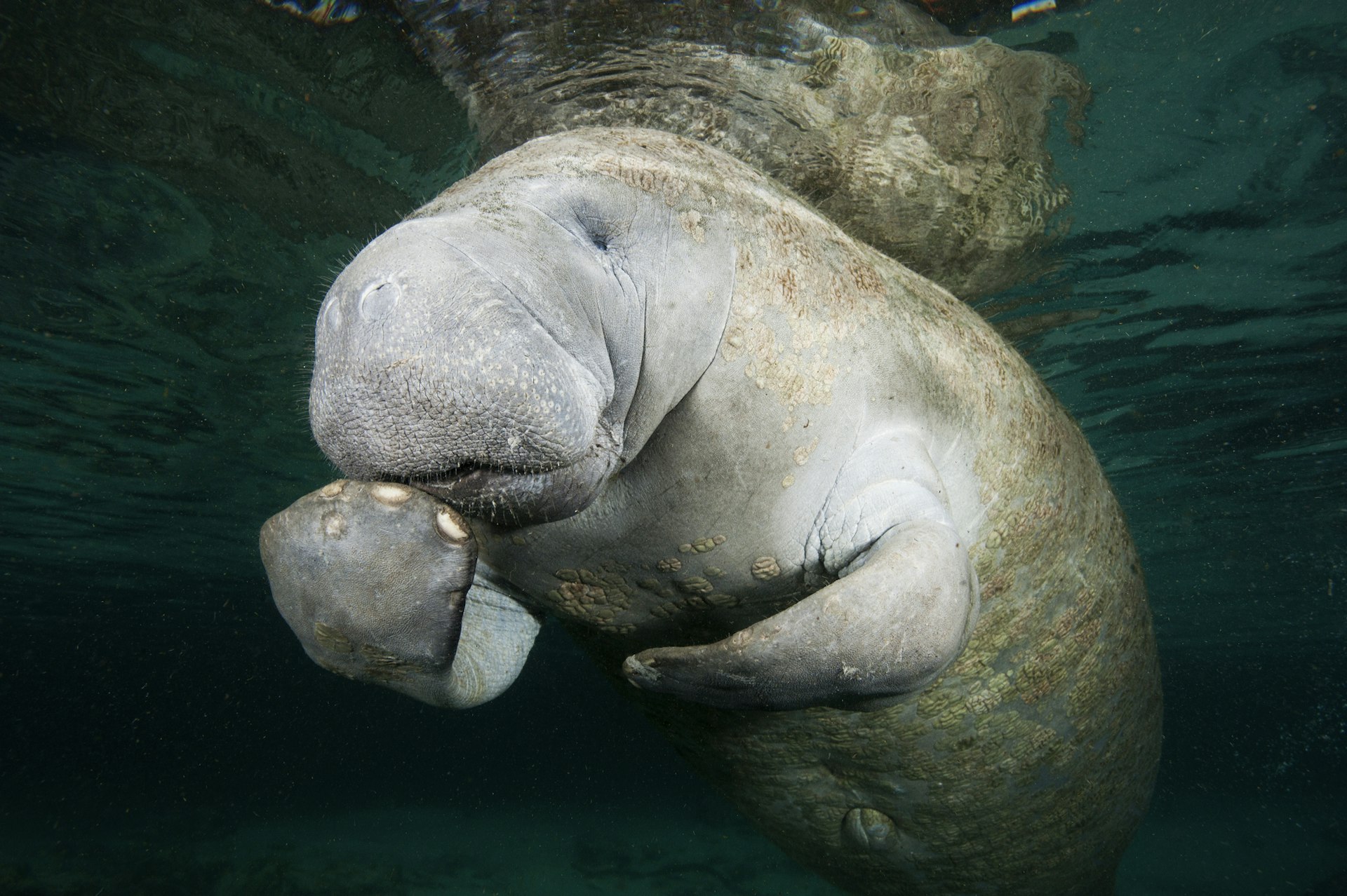 A manatee swims at Three Sisters Springs, Florida putting its fin near its mouth
