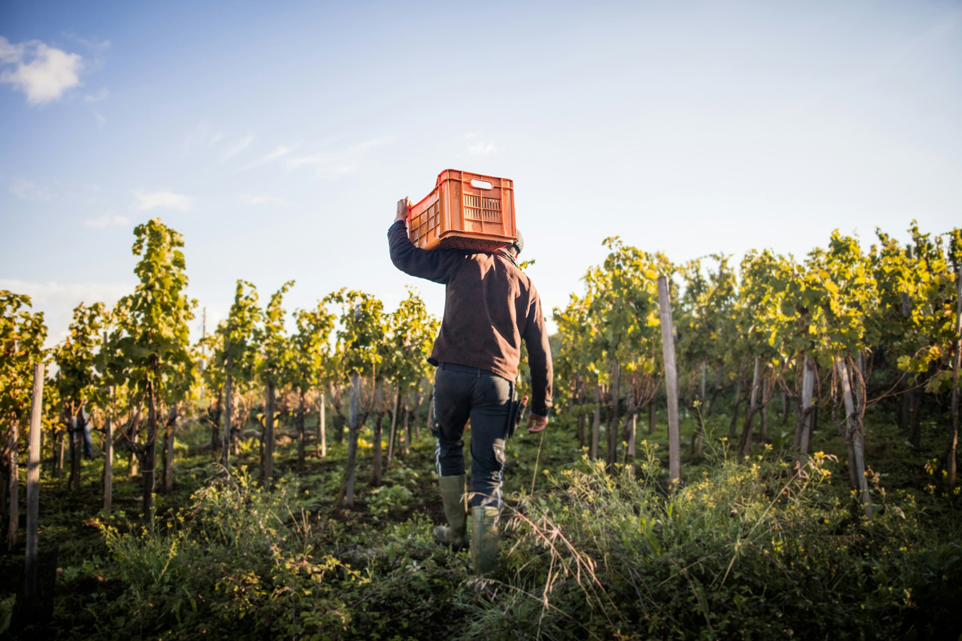 A man carries a tray on his shoulder as he walks through a vineyard on an autumn day ahead of the harvest