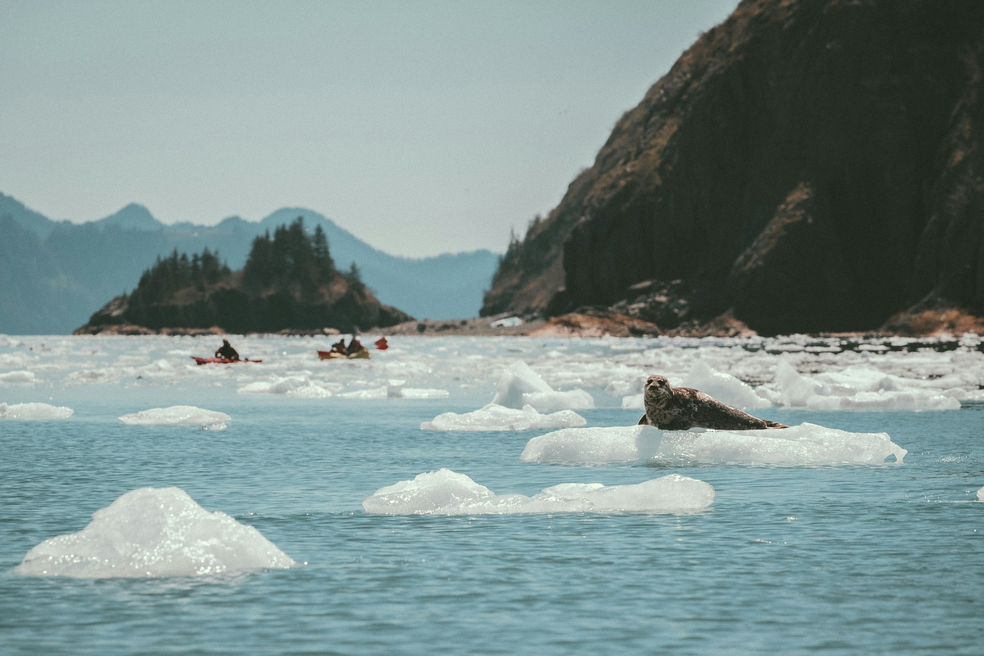 A sea lion sits on an iceberg with kayakers exploring the fjord in the distance